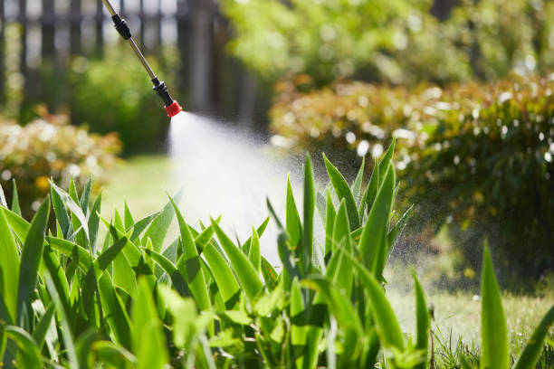 24/7 Emergency Termite Control experts in Wendell, ID